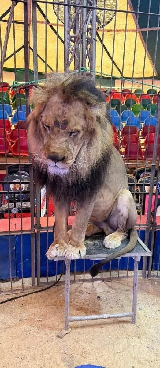 🇱🇧 سالي | Sally tweet media