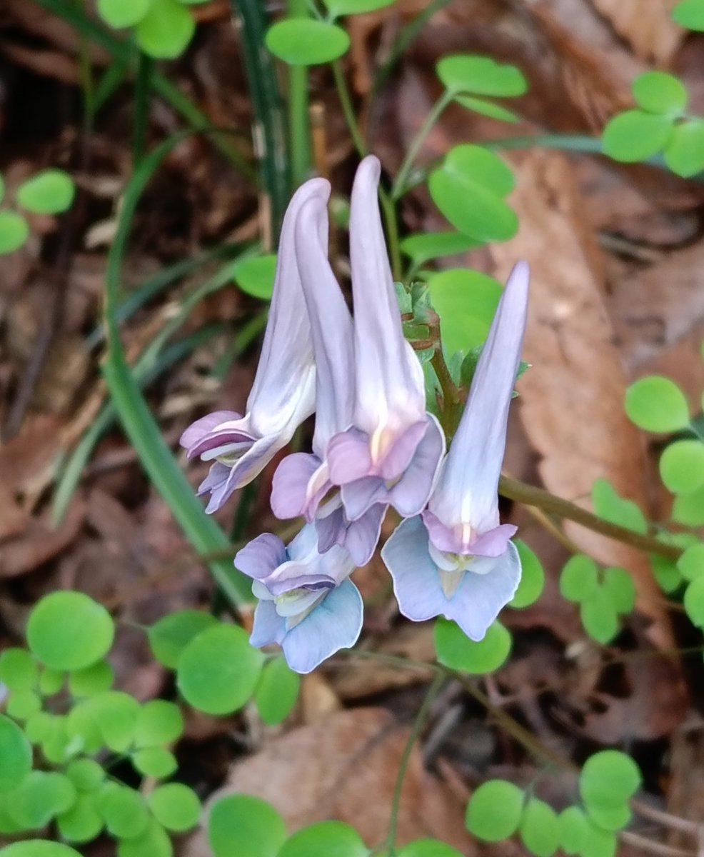 高尾山の花名さがし tweet media