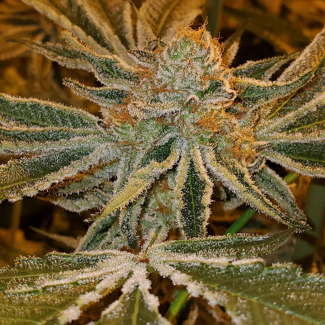 symgenetics's tweet photo. Can never go wrong with #symbioticgenetics this Dosi Punch turned out super frosty with rock hard nugs, finished in 7 weeks..easy grow ❤ Definitely a keeper. #symbioticgenetics #dosipunch #asiangirlswhogrowweed #cannabisnursery #clones #teens #terps #cannabis #cannabiscommunity https://t.co/LsOCwYIYpS