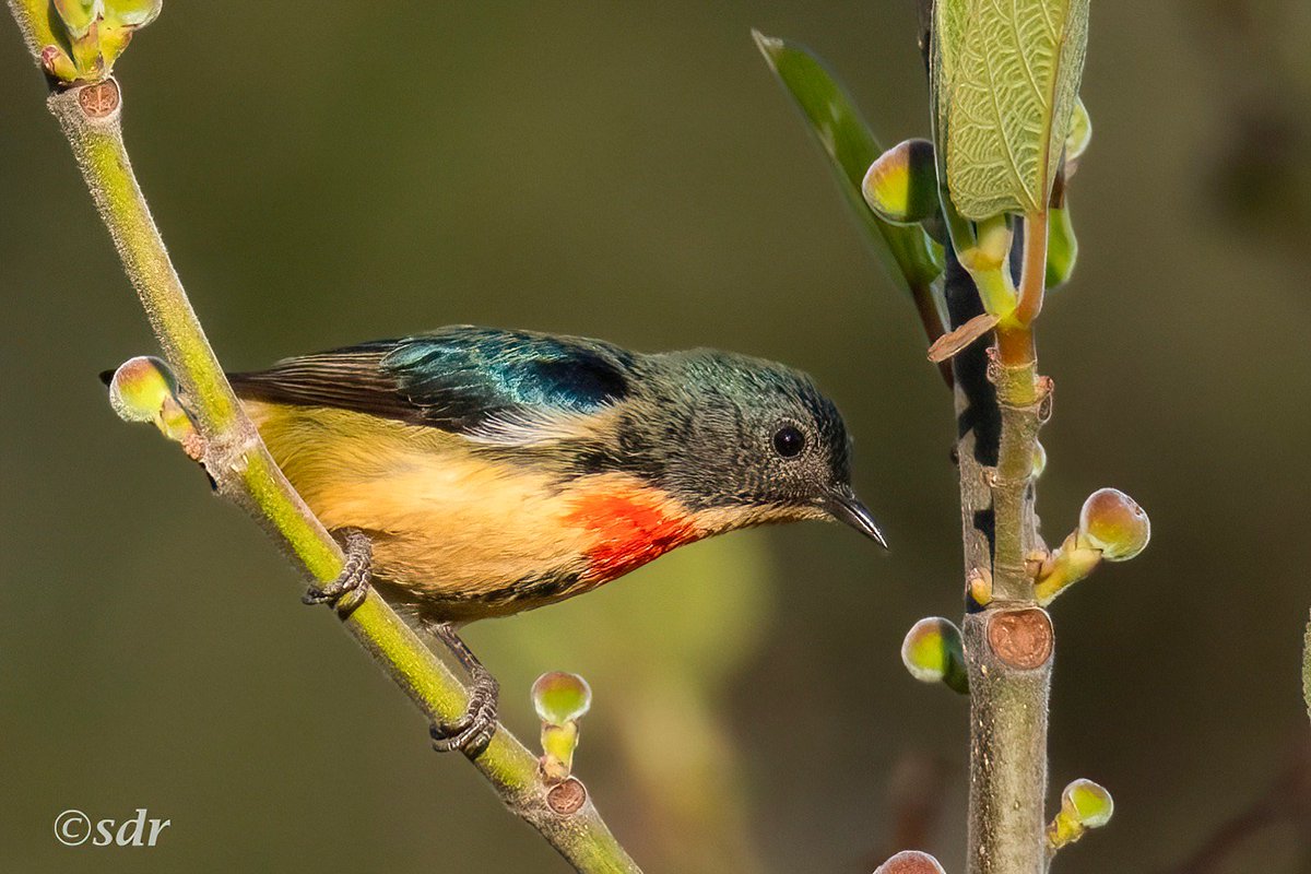नेपालको सानो चरामध्ये को एक अग्निवक्ष्य पुष्पकोकिल ! यसको लम्बाइ ३ इन्च  र तौल नौ ग्रामभन्दा कम हुन्छ। पुष्पकोकिलका  प्रजातिहरूले (नेपालमा सातथरी|) ऐजेरुका विभिन्न प्रजातिहरु एक ठाउँबाट अर्को ठाउँमा फैलाउन मद्दत गर्छन्। (PC <a href="/sanshali1/">Shutterbee</a> )