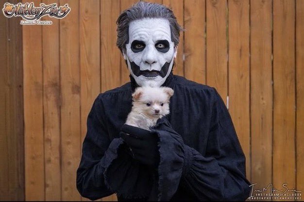 Ratman_Cardi's tweet photo. Happy #NationalPuppyDay to all my pups out there! 😊😊😊 show me photos of your dogs with #DogsOutForCopia! https://t.co/2JmeeJZkGr