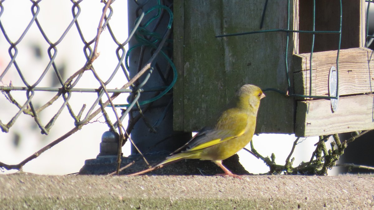 MvStuijvenberg1's tweet photo. Ik had de #Groenling al bijna 3 jaar niet gezien, maar gisteren zag ik hem eindelijk weer.
\o/ #68 #2026VogelJaar https://t.co/MByP6pFNiX