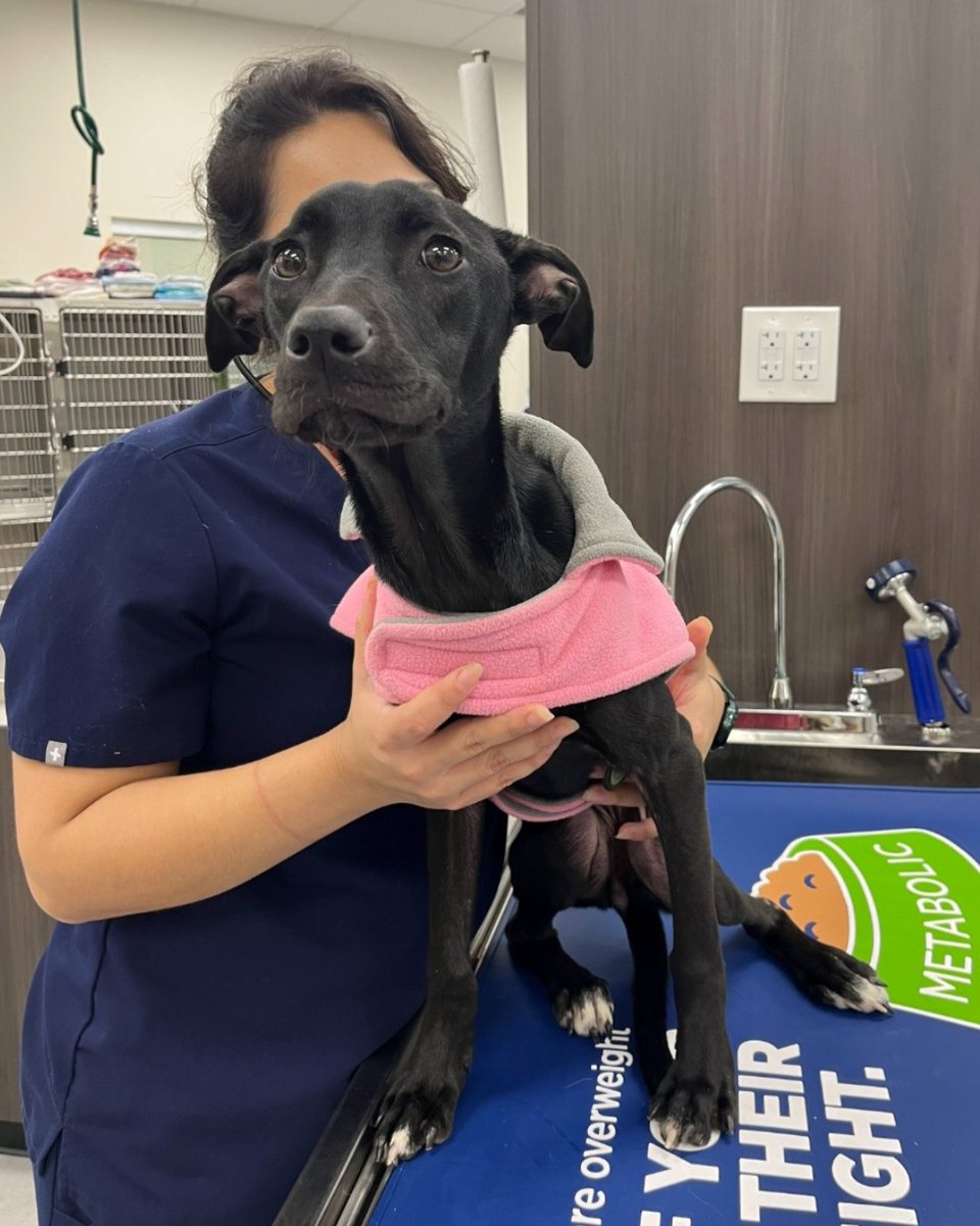 This is Callie. She was found as a stray, emaciated with broken back ...
