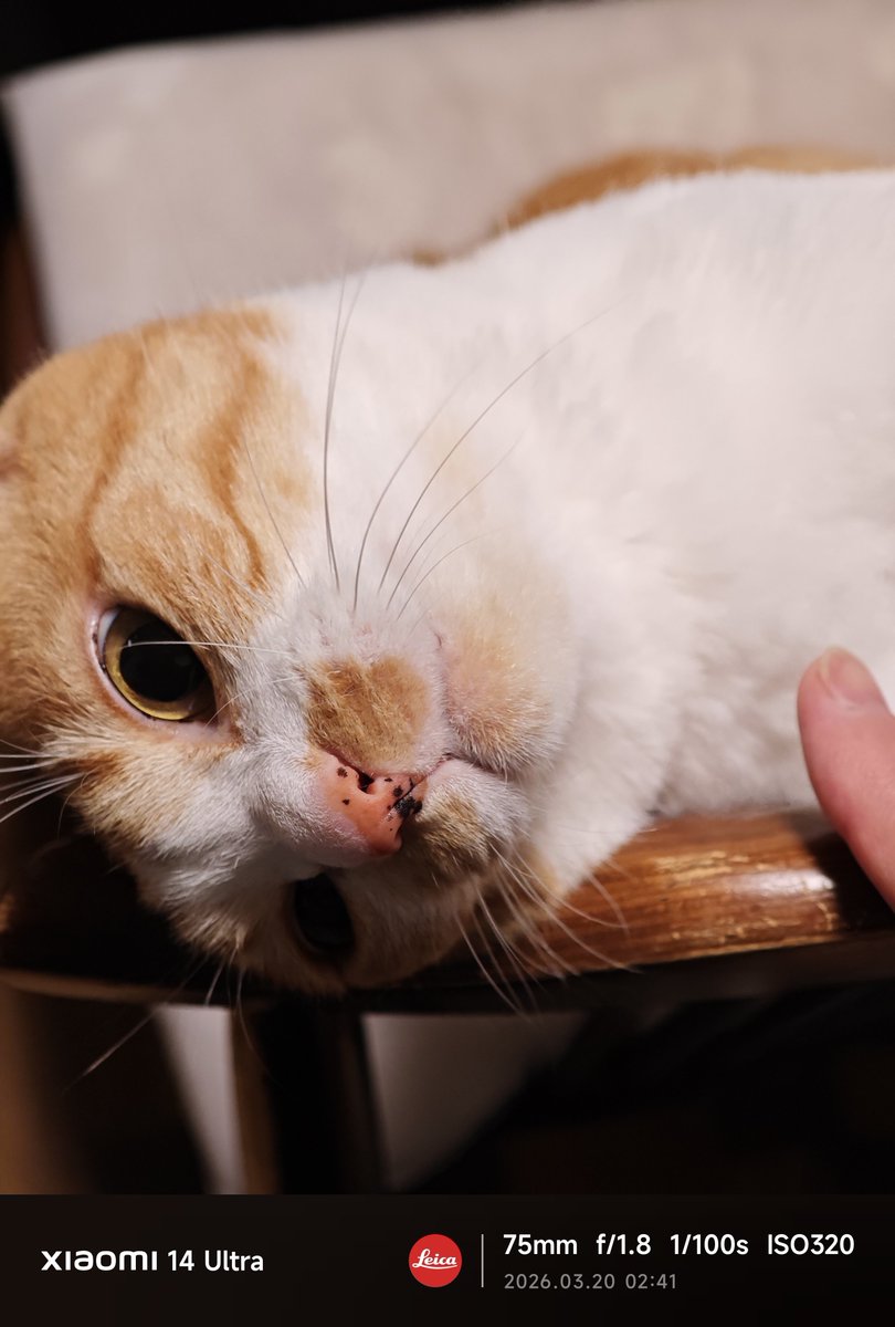 Aizer🐾 tweet media