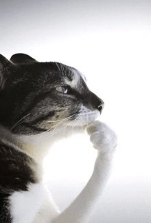 Franki V. D. tweet media