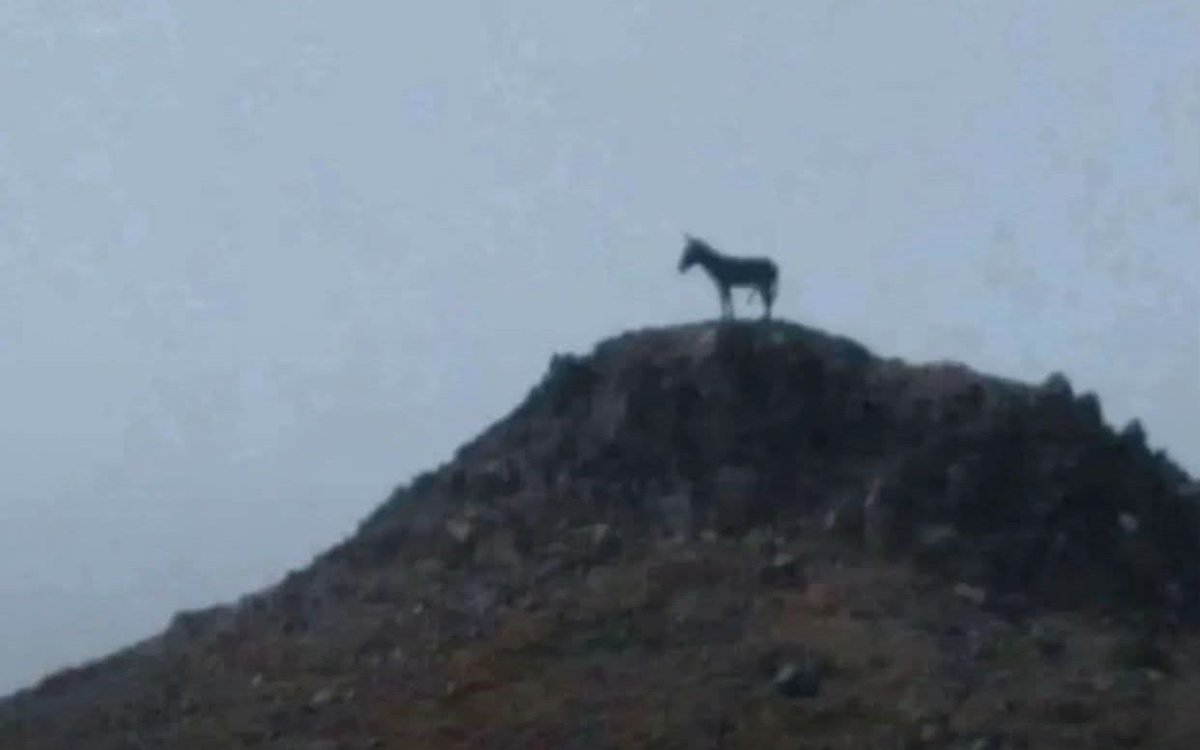 امية tweet media