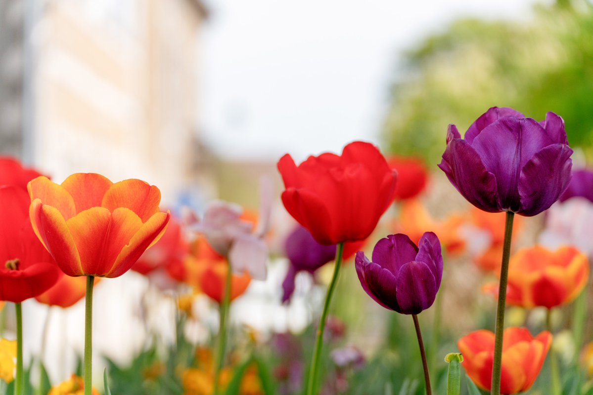 FocalZero tweet media