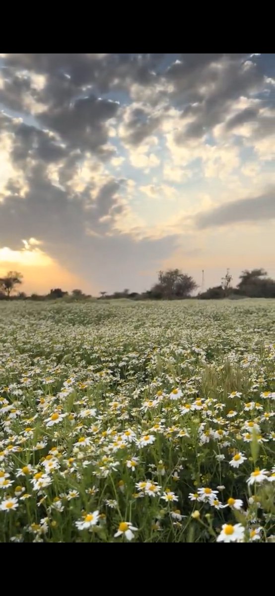 إبراهيم العنبري tweet media