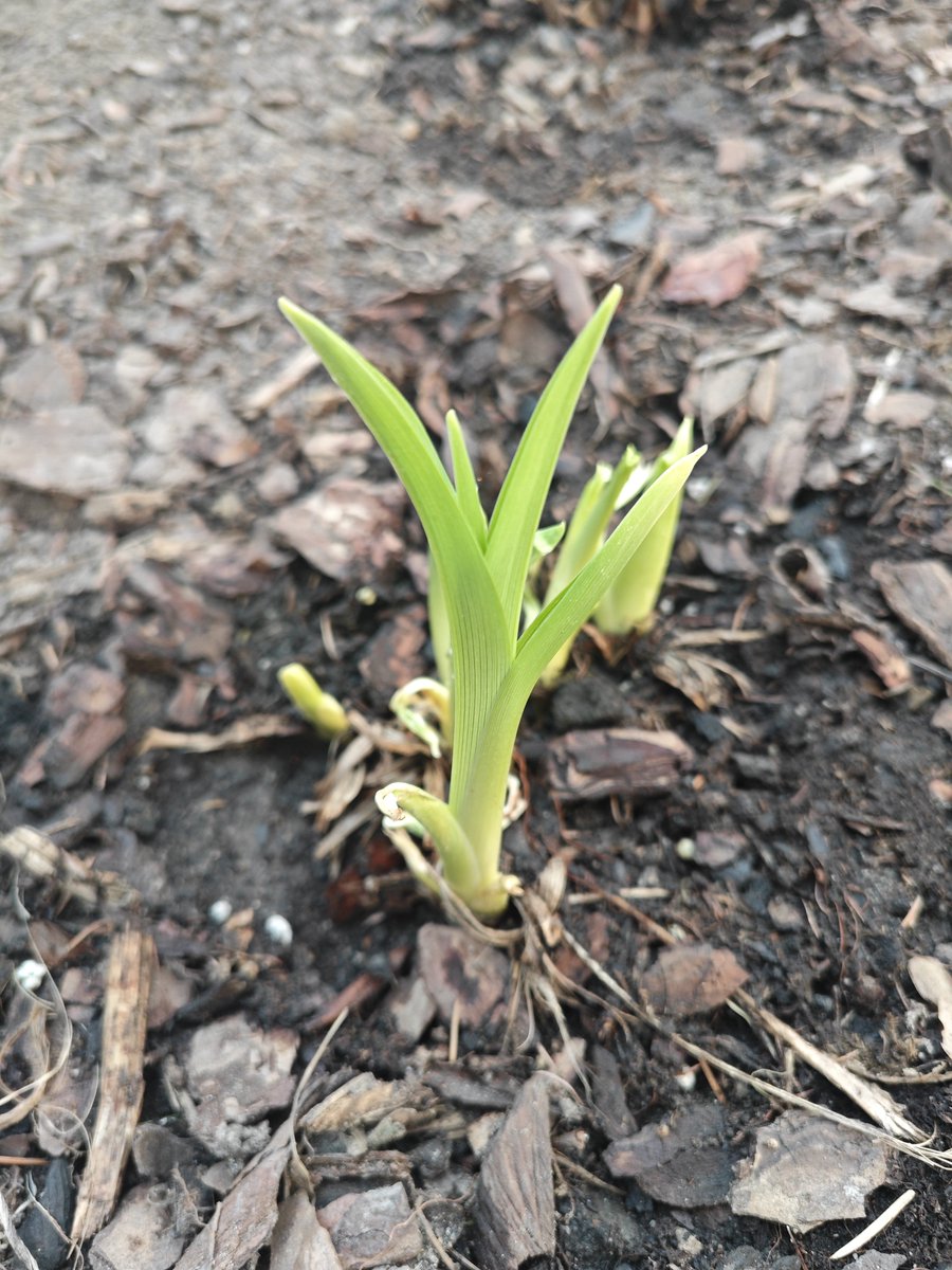 Lucek™ tweet media