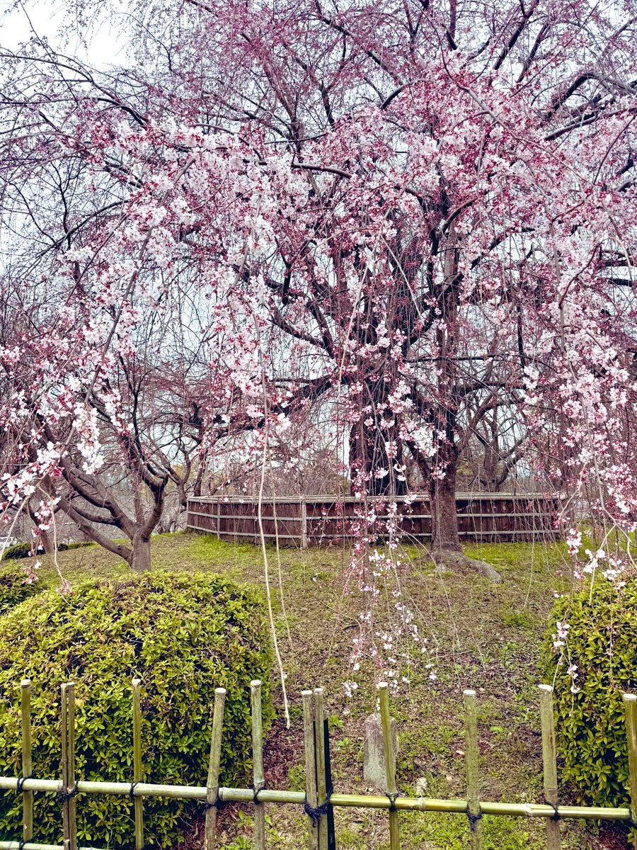 ririru__ra_'s tweet photo. @Pla_ryutaro   桜咲きはじめました円山公園🌸まだ寒かったりしますがきっと春が来ますねヾ(′ᴗ'●)りゅうたろうさんがいっぱいの桜と愛でる時間あるといいなぁーって思いました
7月の黒猫🐈‍⬛🐈‍⬛🎪今からたのしみにまって〼+｡.☆.+*✩⡱:ﾟ 
弾き語りいつか土日祝にカランカラーンとあいたらいいなぁ🚪 https://t.co/7XkPnbTxjW