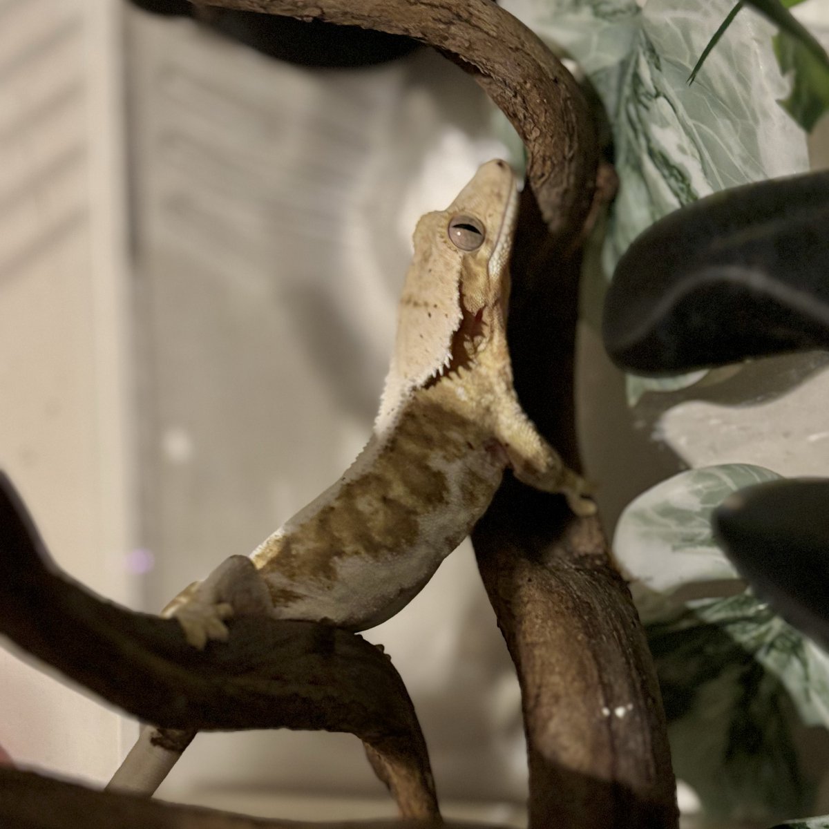 ㅈㅇㅇ tweet media