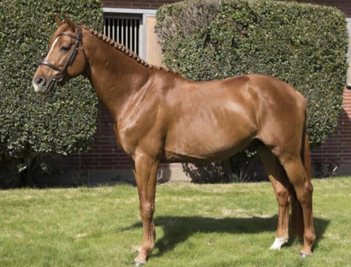 bigeq's tweet photo. ✨ Diamir 4 ✨ 2011 gelding by Diamant de Semilly x Contender Previously jumped up to 1.40 and had a good career in the jumper ring before he was purchased for his current owner to teach her the ropes in the show ring at the lower level hunters. Has done… https://t.co/1pGRoZavEa https://t.co/EXtW18p74S