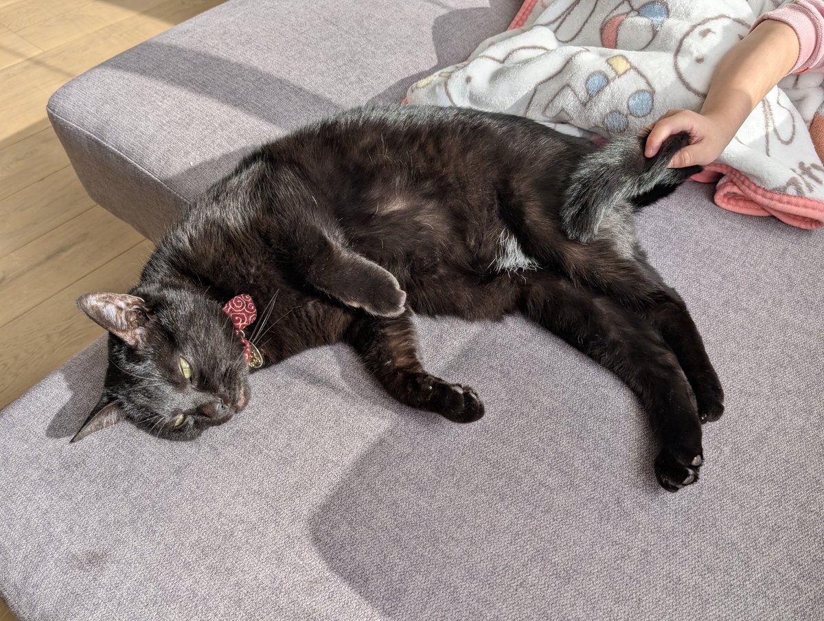 仔猫を拾ったので tweet media