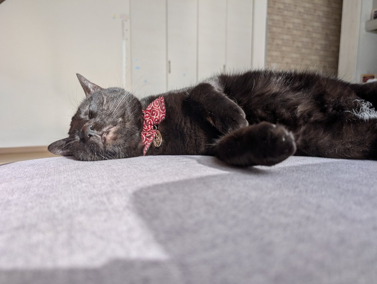 仔猫を拾ったので tweet media