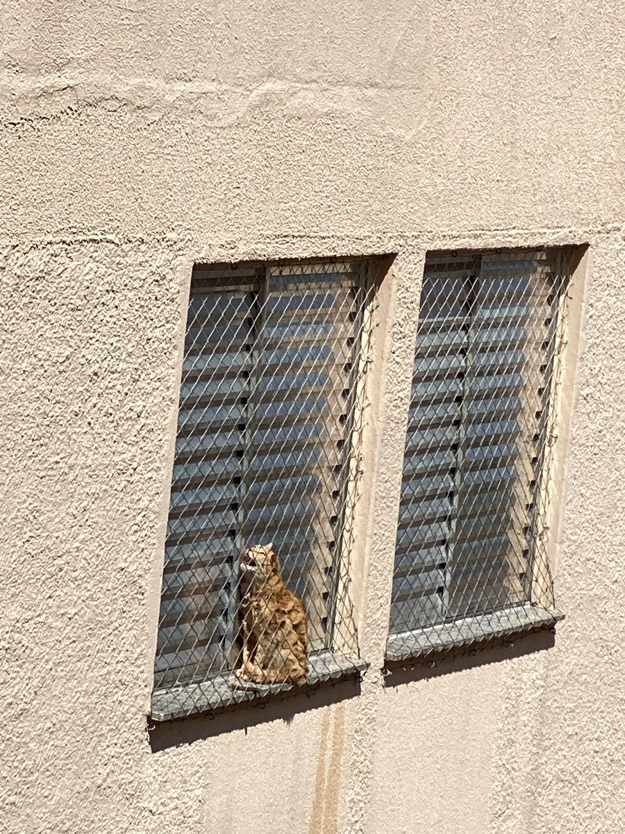 TRICOLOR 🇾🇪 tweet media