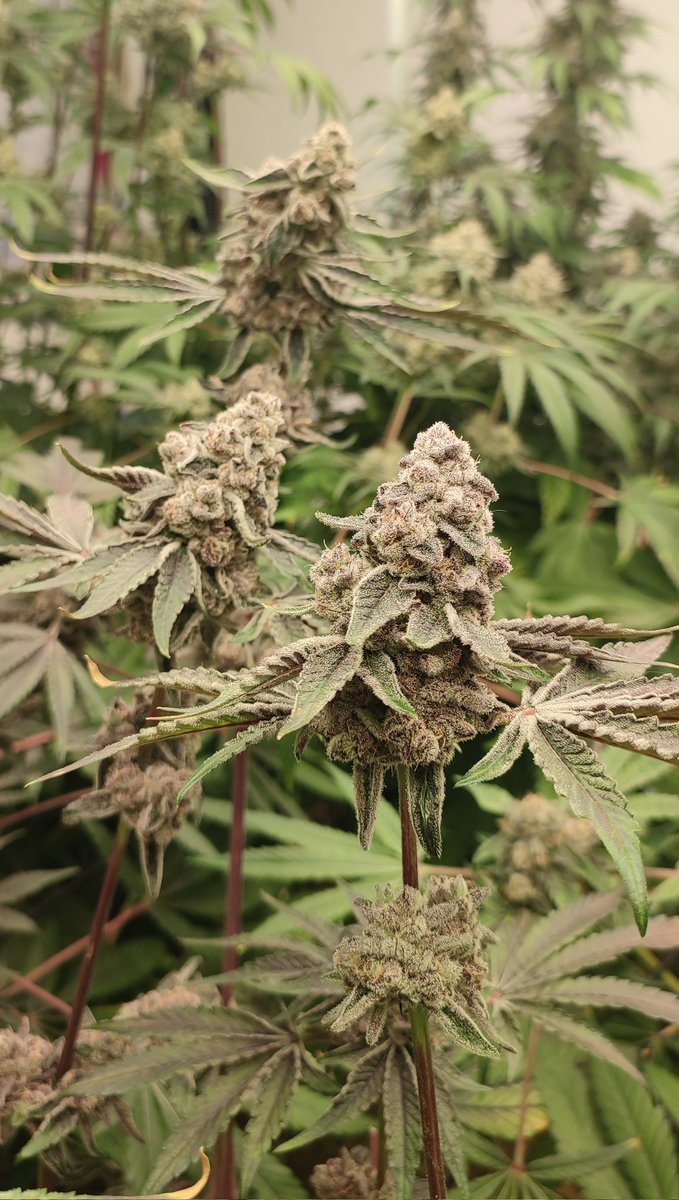 ✨Mikrobenkraft🌱 tweet media