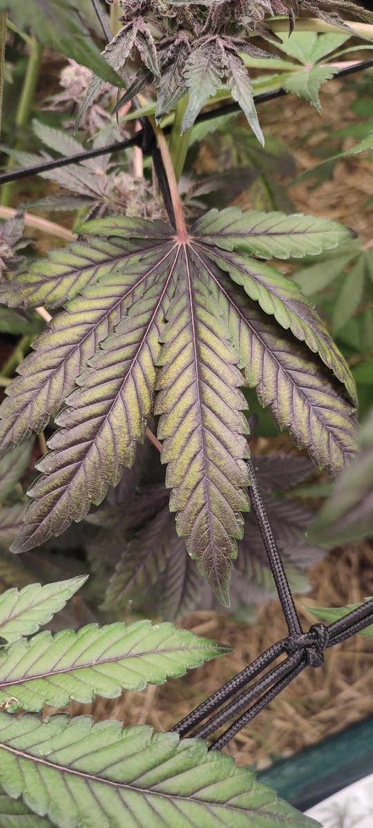 ✨Mikrobenkraft🌱 tweet media