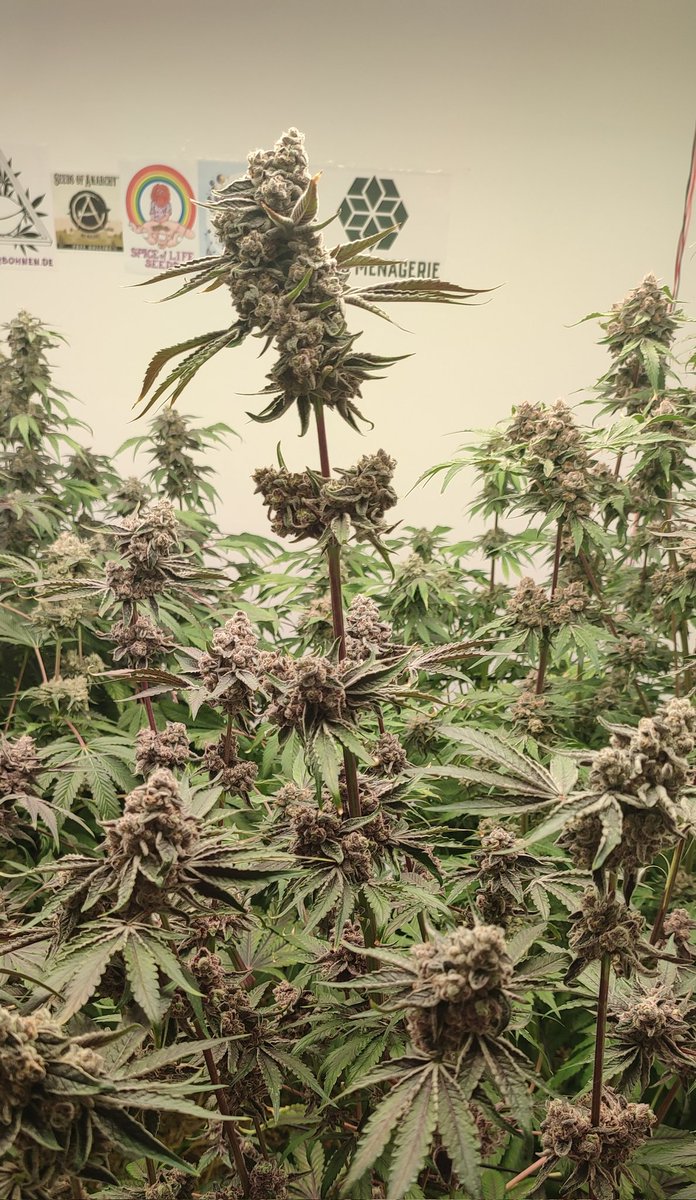 ✨Mikrobenkraft🌱 tweet media