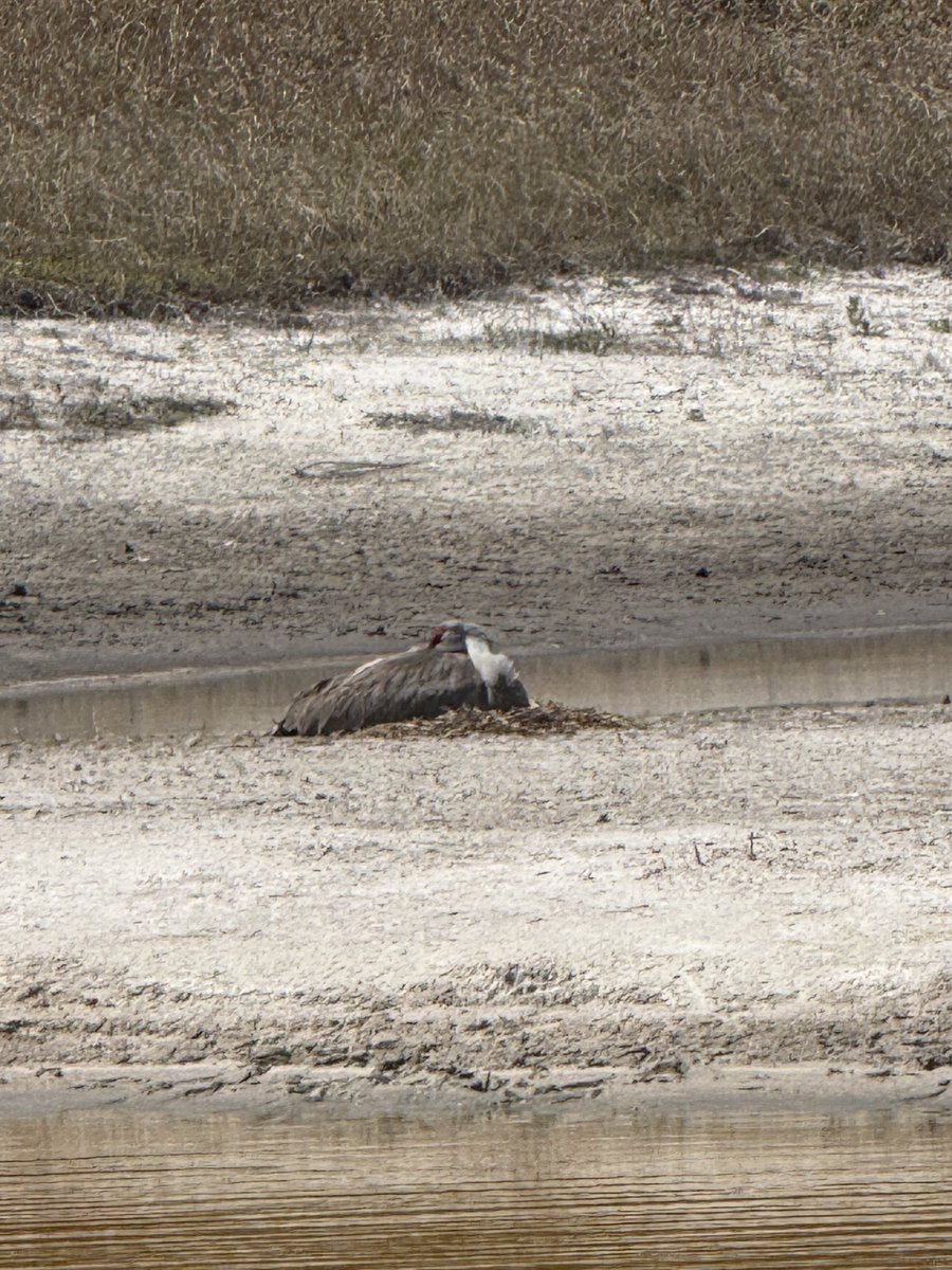 🇺🇸 Dave 🇺🇸 tweet media