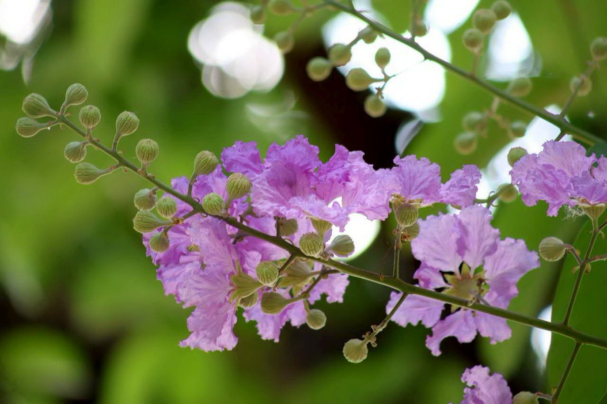 เห็นดอกสวยแบบนี้ สรรพคุณแน่นมาก! 🌿 #อินทนิลน้ำ ไม่ได้มีดีแค่ความสวย
✅ ใบ/แก่น ต้มดื่มลดน้ำตาลในเลือด แก้เบาหวาน ✅ เปลือก ช่วยแก้ไข้ แก้ท้องเสีย สวยด้วย มีประโยชน์ด้วย ครบจบในต้นเดียว! 🏥✨
​#สมุนไพรไทย #สาระน่ารู้ #จัดสวน #พฤกษศาสตร์