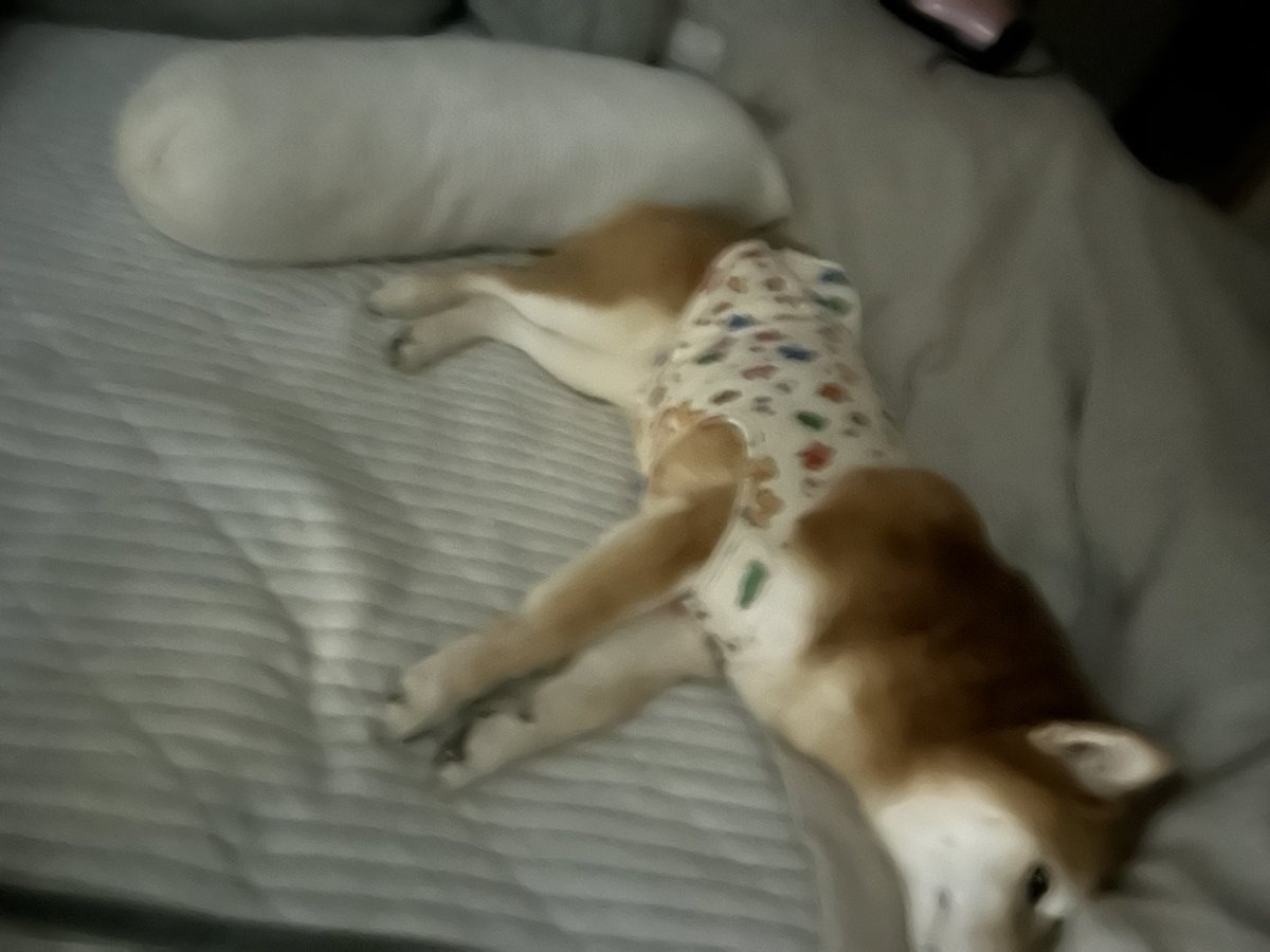 🍠柴犬モダデンとあらだゅﾁｬﾏ🌰🈵💖 tweet media