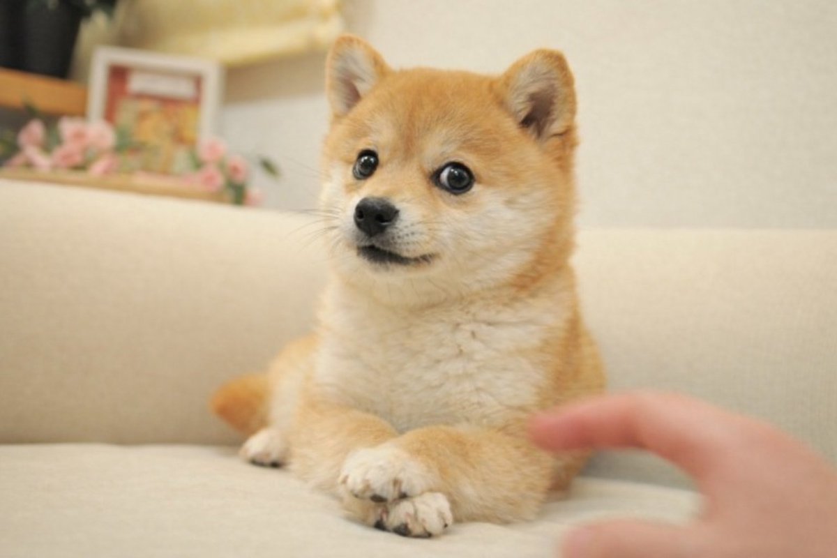 Doge Van Java tweet media