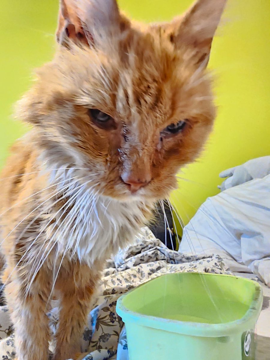 Me la vieneron a tirar a donde alimento gatitos en la calle, esta cieguita, no tiene dientes y desnutrida😔💔por favor ayudemos a esta gatita que no tiene la culpa del humano que la tiro como si fuera nada😭 necesita ir al vet🙏
Solange Palacios
Banco estado
Cuenta rut
17376209-7