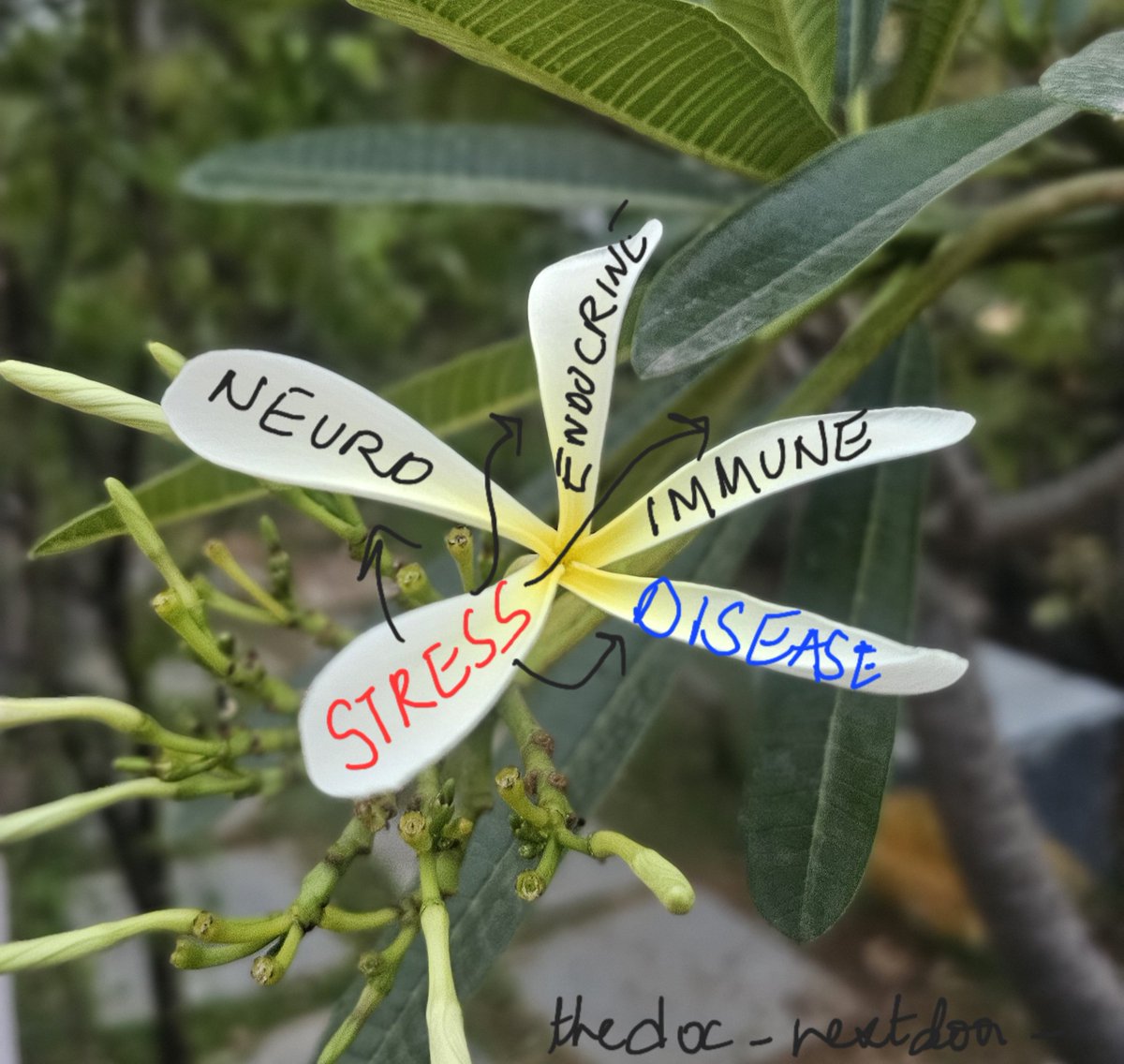 Dr. Aarathi Bellary tweet media