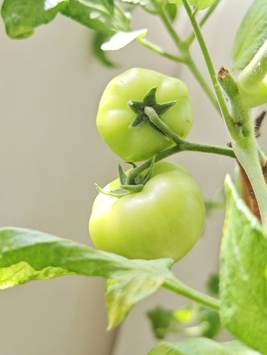 Oscar Farley  tweet media