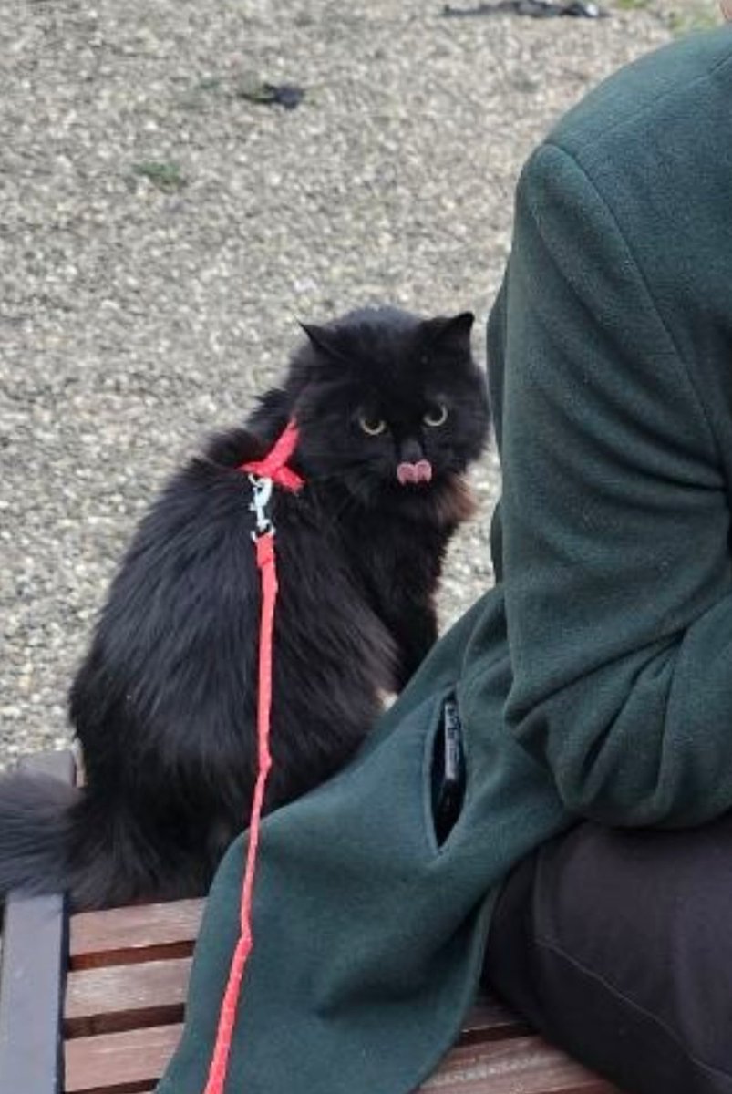 Мармурова срака Аполлона tweet media