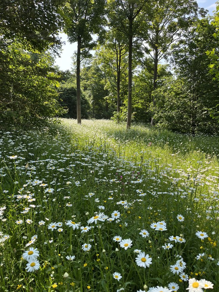 only aesthetic tweet media