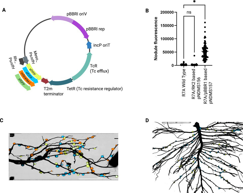 chandan_gautam's tweet photo. New resource from @BarneyGeddes lab @NDSU
Fluorescent bioreporters for assessing nitrogenase expression and rhizobial nodule occupancy in Lotus japonicus and Pisum sativum | Microbiology Resource Announcements https://t.co/MKRjUEdyPM https://t.co/fC7JV9U7F1