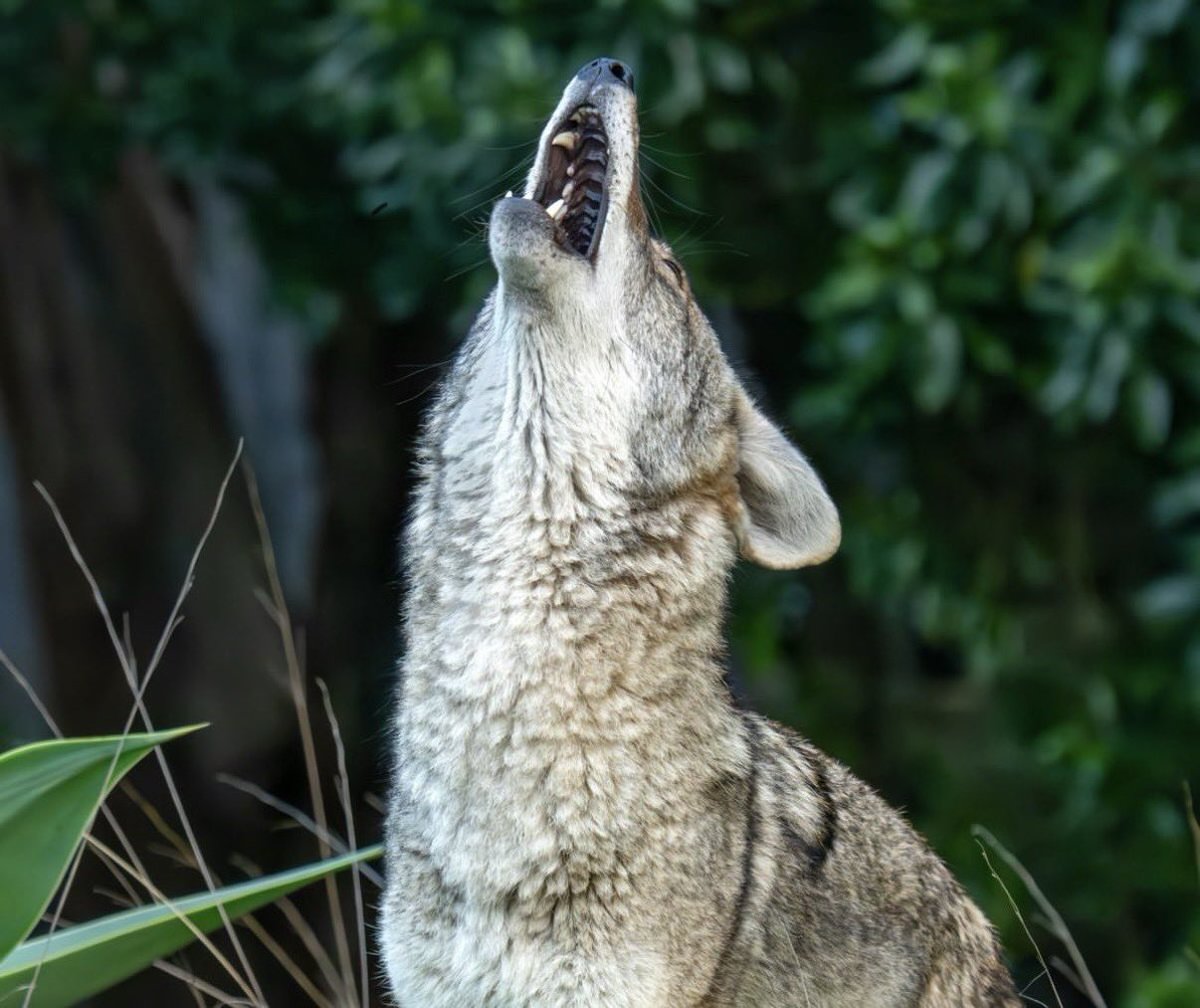 eigenyote tweet media