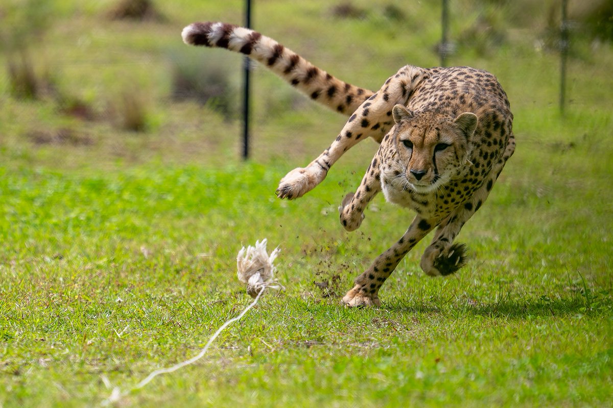 空白寺 tweet media