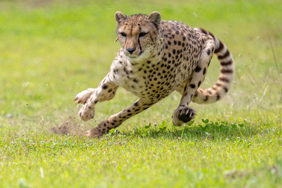 空白寺 tweet media