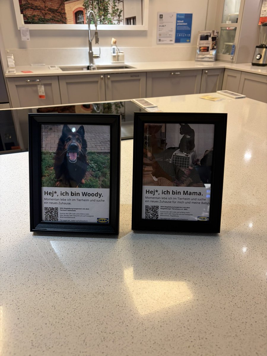 İrem & Muffin & Sütlaç tweet media