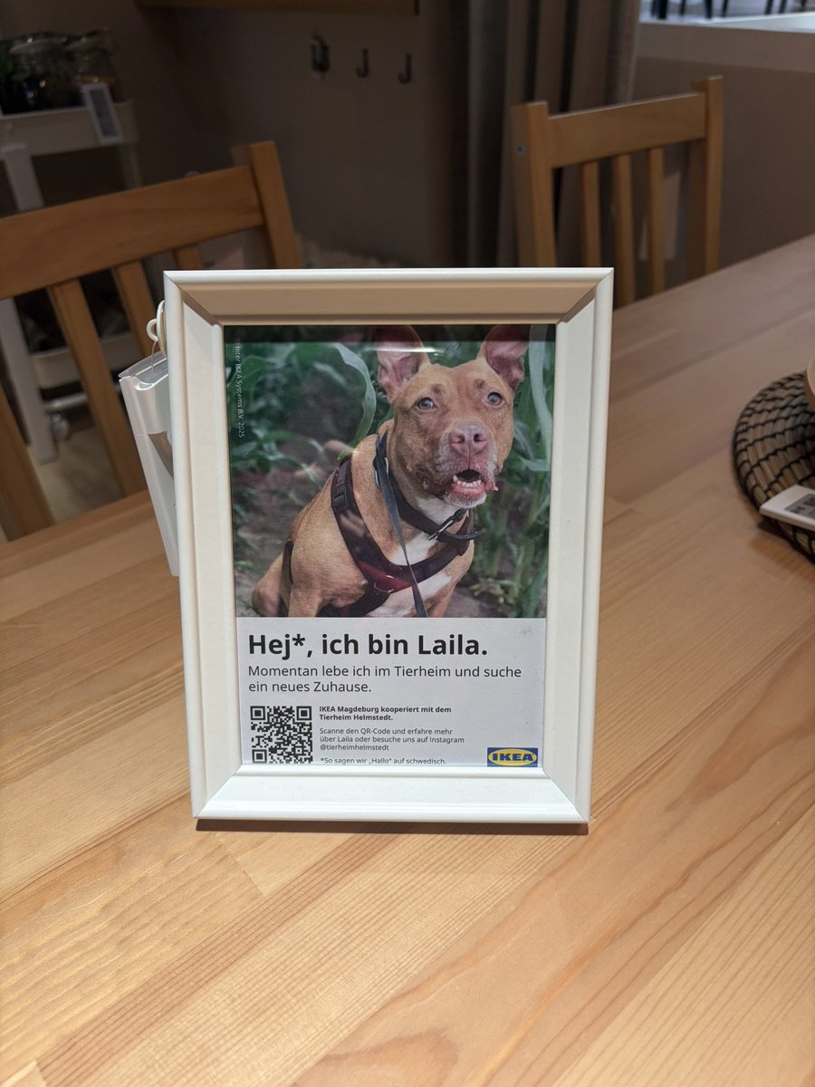 İrem & Muffin & Sütlaç tweet media