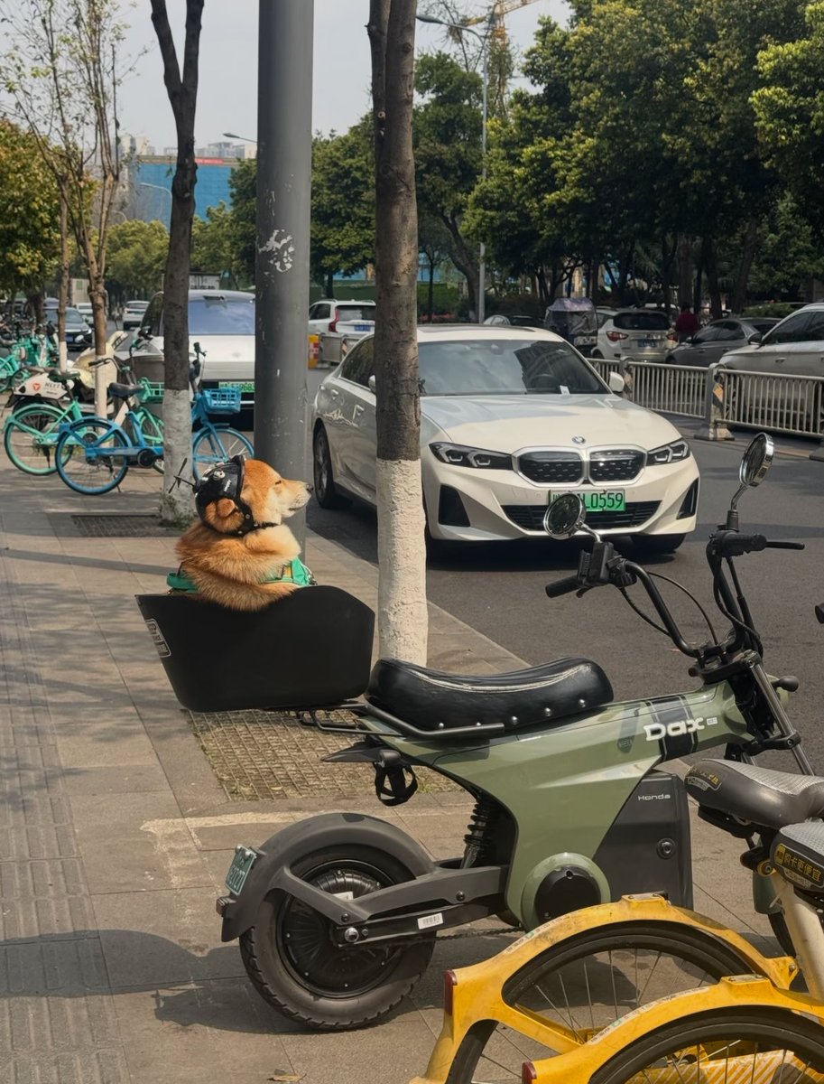 癒しの動物 tweet media