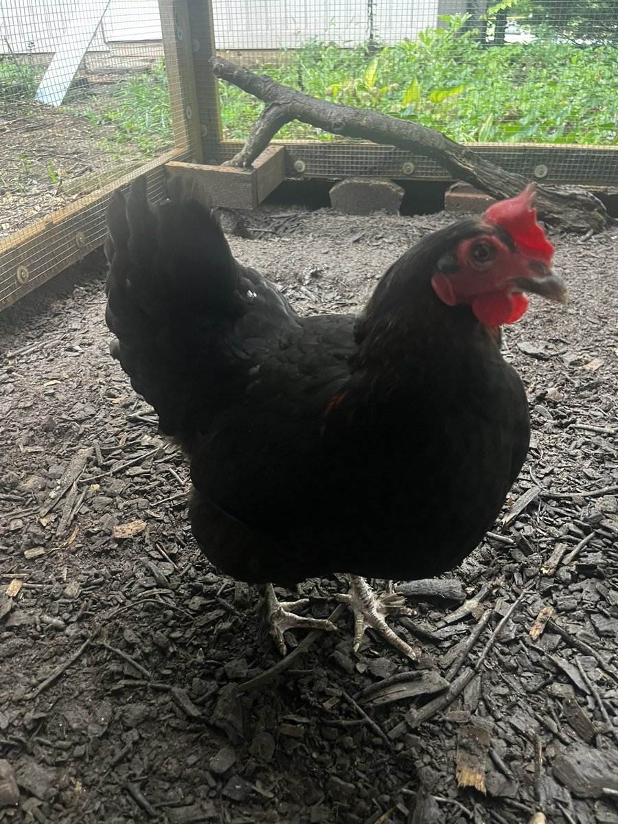 #1 soccer guy tweet media