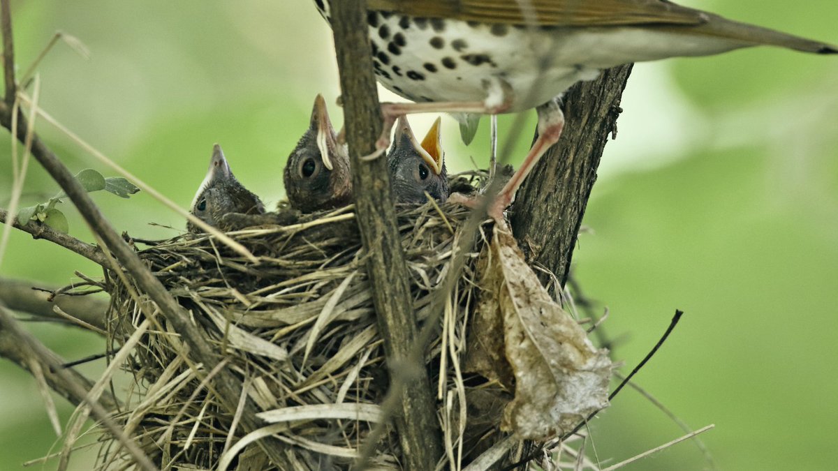 Pennsylvania Game Commission tweet media