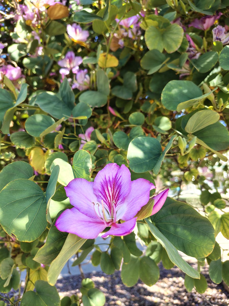 Sam Woolf (Life of a Military Wife) tweet media