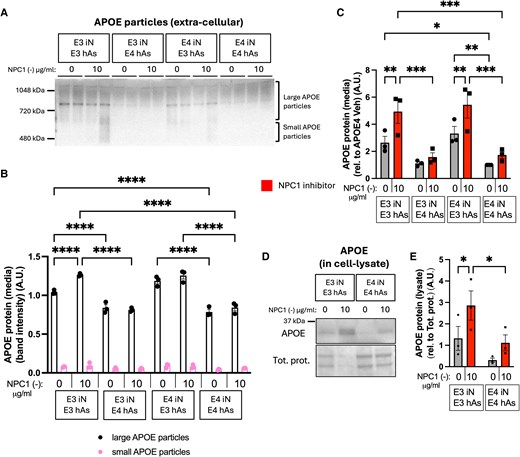 ScienceofPD's tweet image. New research highlights "APOE as a key determinant of neuronal responses to cholesterol &amp;amp; lipid imbalances, linking astrocyte lipid handling to the emergence of neuritic pathology in #Alzheimers &amp;amp; related disorders" (ooh, maybe #Parkinsons)
academic.oup.com/pnasnexus/arti…