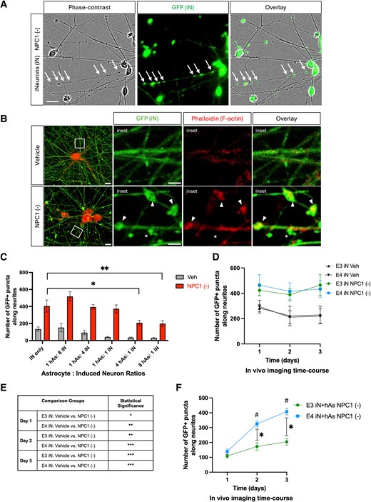 ScienceofPD's tweet image. New research highlights "APOE as a key determinant of neuronal responses to cholesterol &amp;amp; lipid imbalances, linking astrocyte lipid handling to the emergence of neuritic pathology in #Alzheimers &amp;amp; related disorders" (ooh, maybe #Parkinsons)
academic.oup.com/pnasnexus/arti…