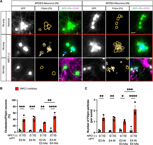 ScienceofPD's tweet image. New research highlights "APOE as a key determinant of neuronal responses to cholesterol &amp;amp; lipid imbalances, linking astrocyte lipid handling to the emergence of neuritic pathology in #Alzheimers &amp;amp; related disorders" (ooh, maybe #Parkinsons)
academic.oup.com/pnasnexus/arti…