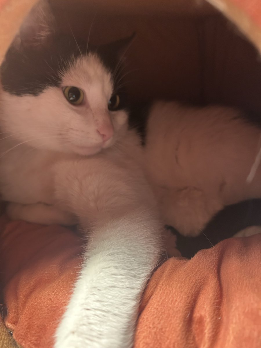 🦴ɢᴜᴍᴅʀᰔᴘ (18+) tweet media