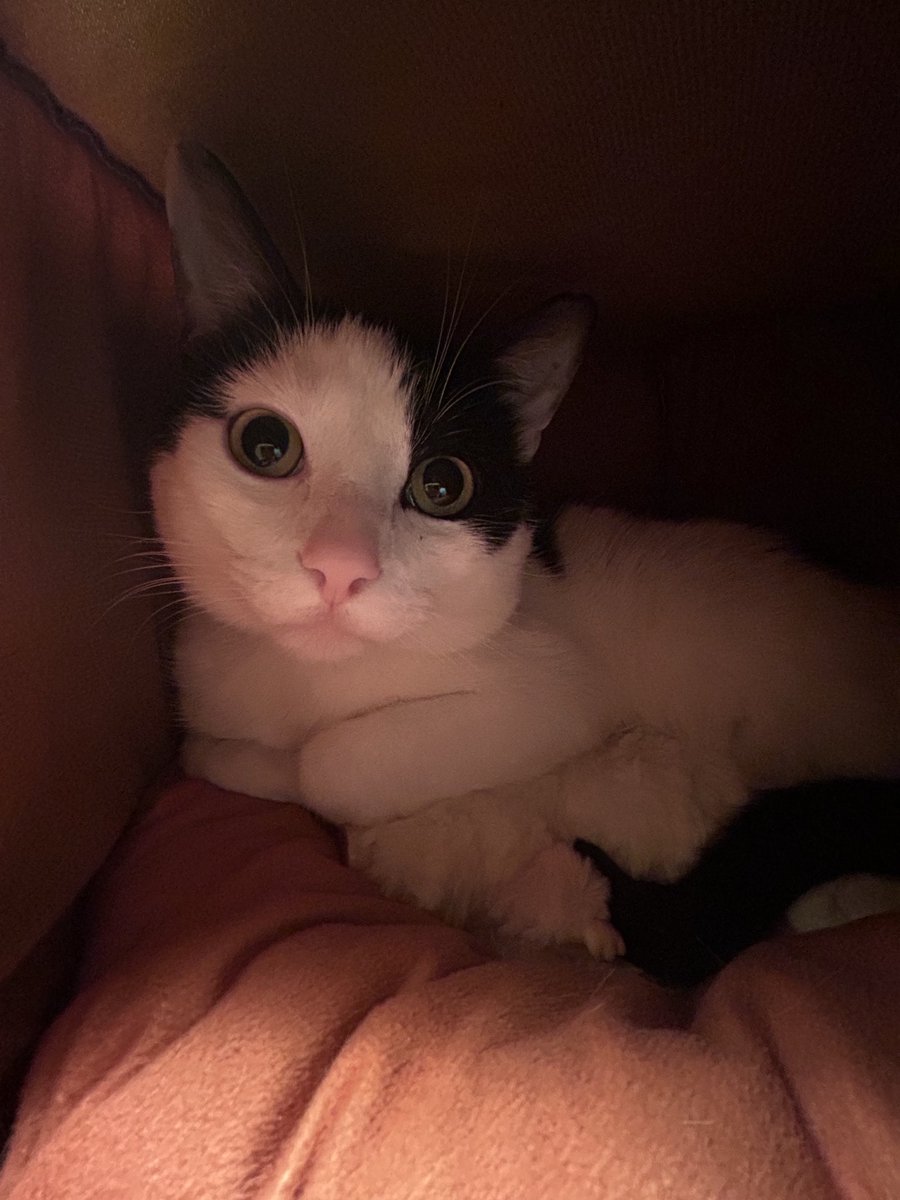 🦴ɢᴜᴍᴅʀᰔᴘ (18+) tweet media