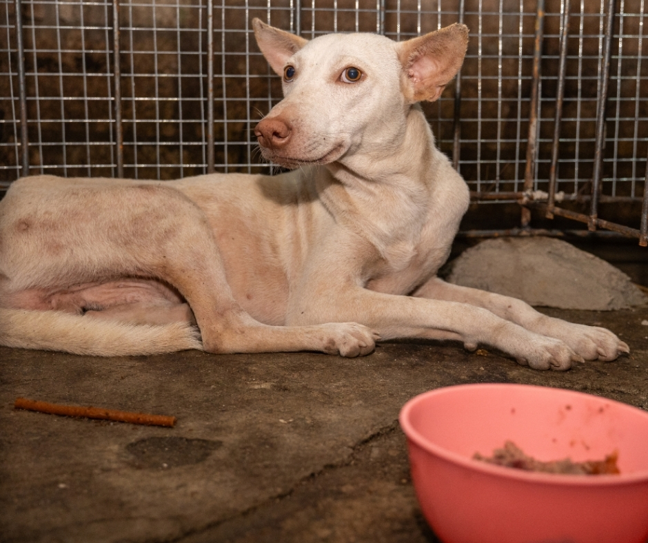 Network For Animals 🐾 tweet media