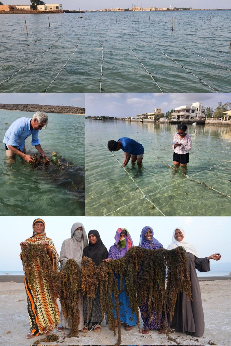 Eriid🇪🇷❤️ ዕርዲ tweet media