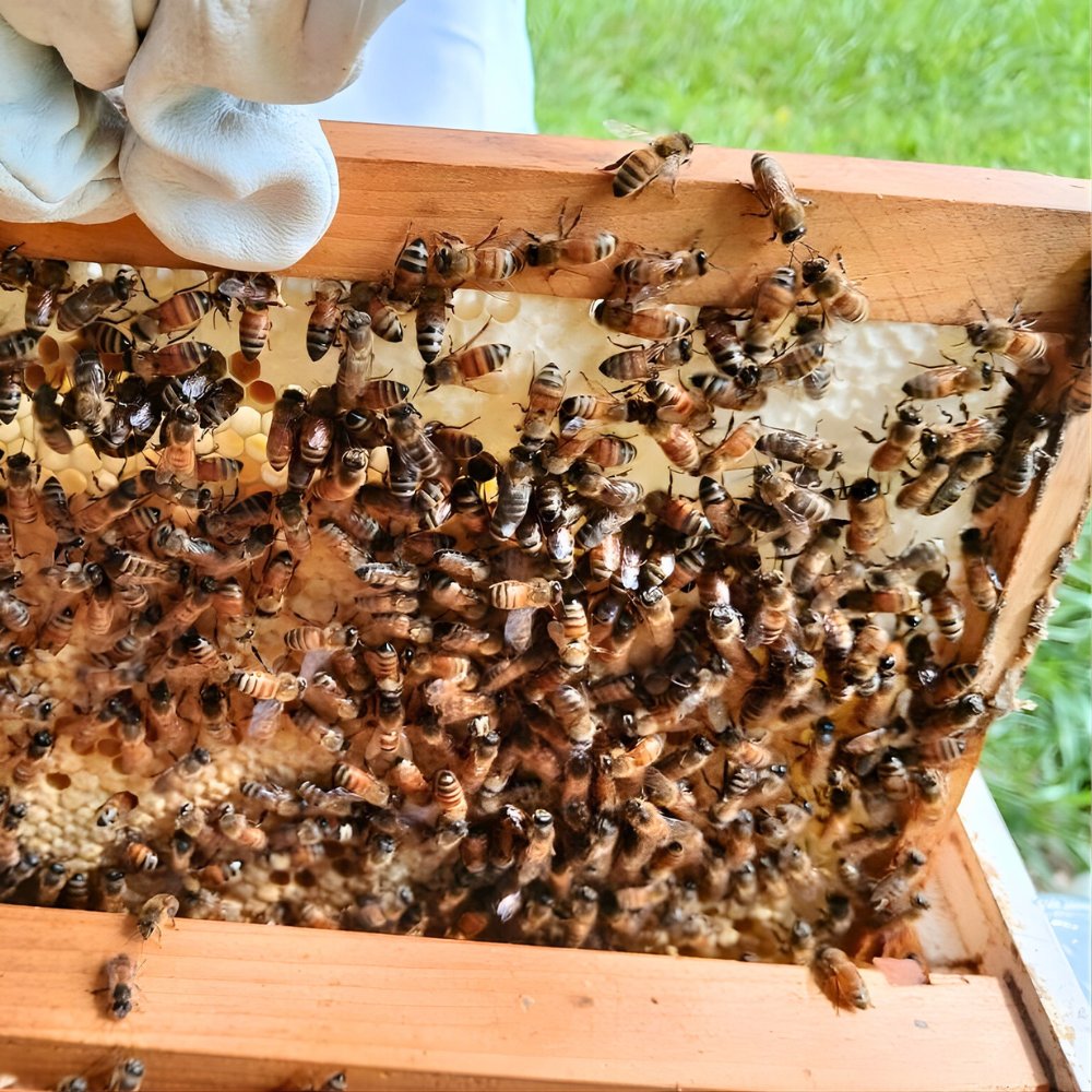 Foxhound Bee Company tweet media