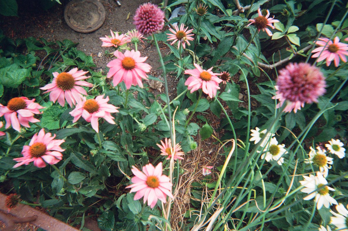 jenny wen tweet media